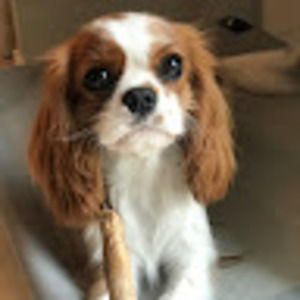 Meet your Posher, Maddy